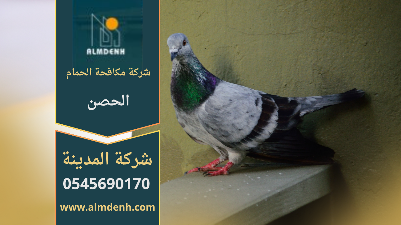 فريق من شركة مكافحة الحمام في الحصن يركب شبك وأسلاك طاردة للحمام على أسطح ونوافذ المباني بطريقة آمنة وفعالة.