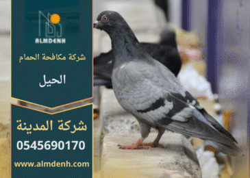 صورة توضح تجمع الحمام على أسطح المباني في الحيل مع حلول ميدانية من شركة مكافحة الحمام في الحيل لإبعاد الطيور وحماية الممتلكات.