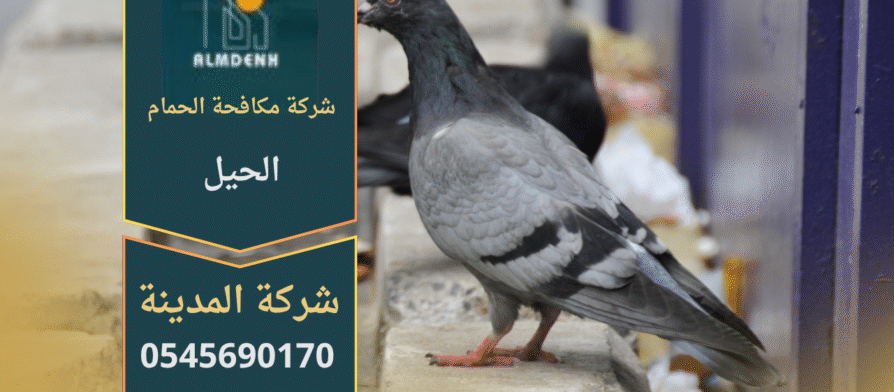 صورة توضح تجمع الحمام على أسطح المباني في الحيل مع حلول ميدانية من شركة مكافحة الحمام في الحيل لإبعاد الطيور وحماية الممتلكات.