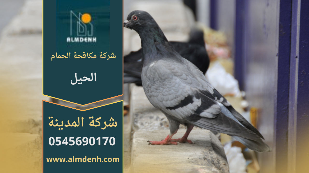 صورة توضح تجمع الحمام على أسطح المباني في الحيل مع حلول ميدانية من شركة مكافحة الحمام في الحيل لإبعاد الطيور وحماية الممتلكات.