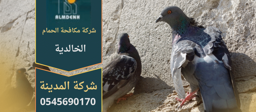 صورة توضّح تجمع الحمام على أسطح المباني في الخالدية مع حلول فعّالة من شركة مكافحة الحمام في الخالدية لإبعاد الطيور وحماية الواجهات.