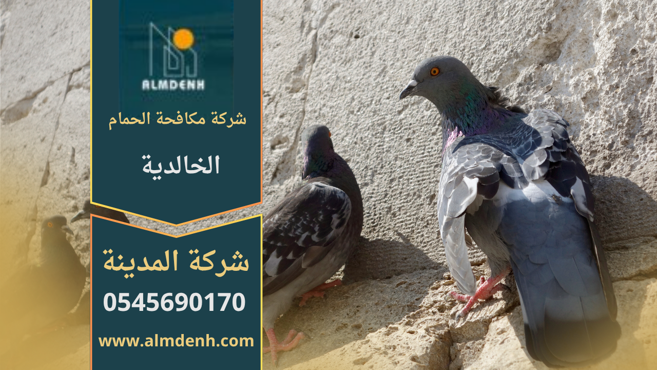 صورة توضّح تجمع الحمام على أسطح المباني في الخالدية مع حلول فعّالة من شركة مكافحة الحمام في الخالدية لإبعاد الطيور وحماية الواجهات.