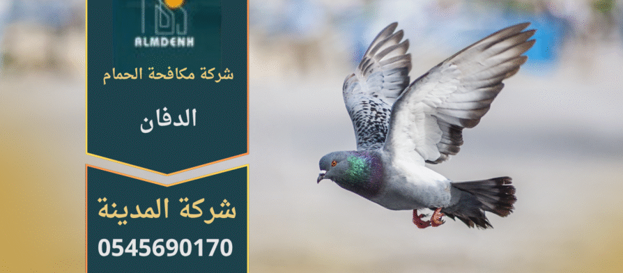 حمام يتجمع على سطح مبنى في منطقة الدفان، مما يبرز أهمية خدمات شركة مكافحة الحمام في الدفان للحد من انتشار الطيور والحفاظ على نظافة المكان.
