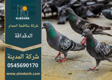 حمام يتجمع على سطح مبنى في منطقة الدقداقة، مما يوضح أهمية خدمات شركة مكافحة الحمام في الدقداقة للحفاظ على نظافة المكان ومنع انتشار الطيور.