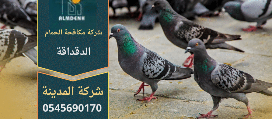 حمام يتجمع على سطح مبنى في منطقة الدقداقة، مما يوضح أهمية خدمات شركة مكافحة الحمام في الدقداقة للحفاظ على نظافة المكان ومنع انتشار الطيور.