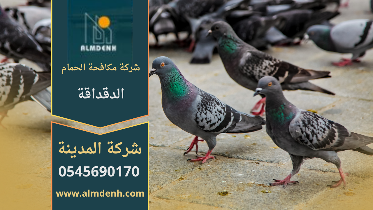 حمام يتجمع على سطح مبنى في منطقة الدقداقة، مما يوضح أهمية خدمات شركة مكافحة الحمام في الدقداقة للحفاظ على نظافة المكان ومنع انتشار الطيور.
