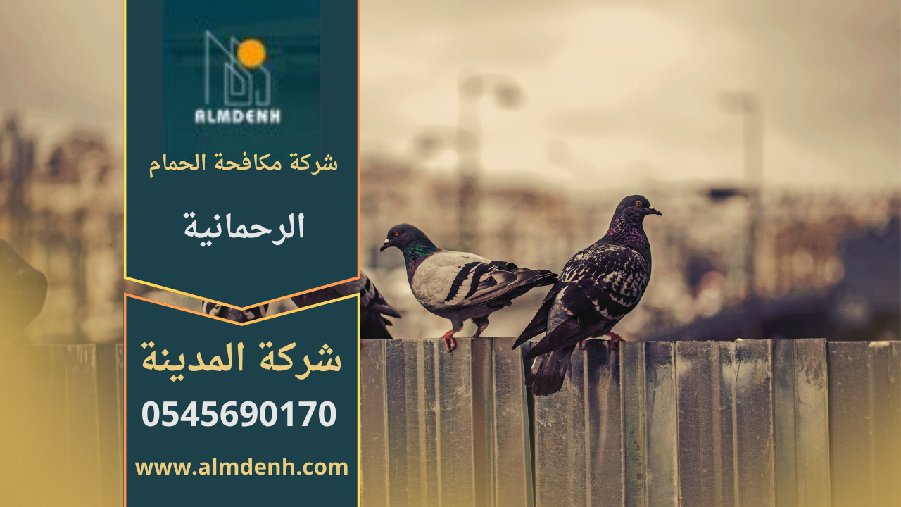 صورة توضح فريق شركة مكافحة الحمام في الرحمانية أثناء تركيب شبك مانع للحمام على سطح أحد المباني لحمايته من الطيور.