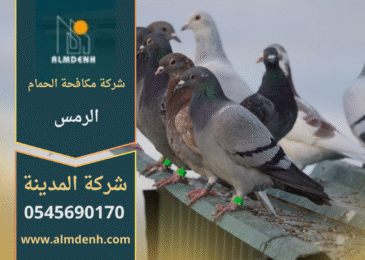 صورة توضح تجمع الحمام على أسطح المباني في الرمس مع حلول متطورة من شركة مكافحة الحمام في الرمس لإبعاد الطيور وحماية الممتلكات.