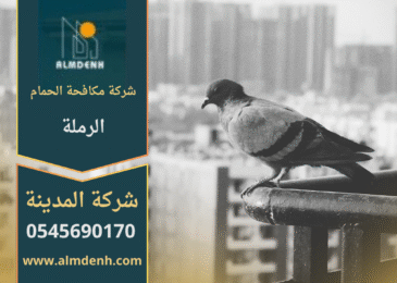حمام يتجمع على سطح مبنى في منطقة الرملة، مما يوضح أهمية خدمات شركة مكافحة الحمام في الرملة للحفاظ على نظافة المكان ومنع انتشار الطيور.