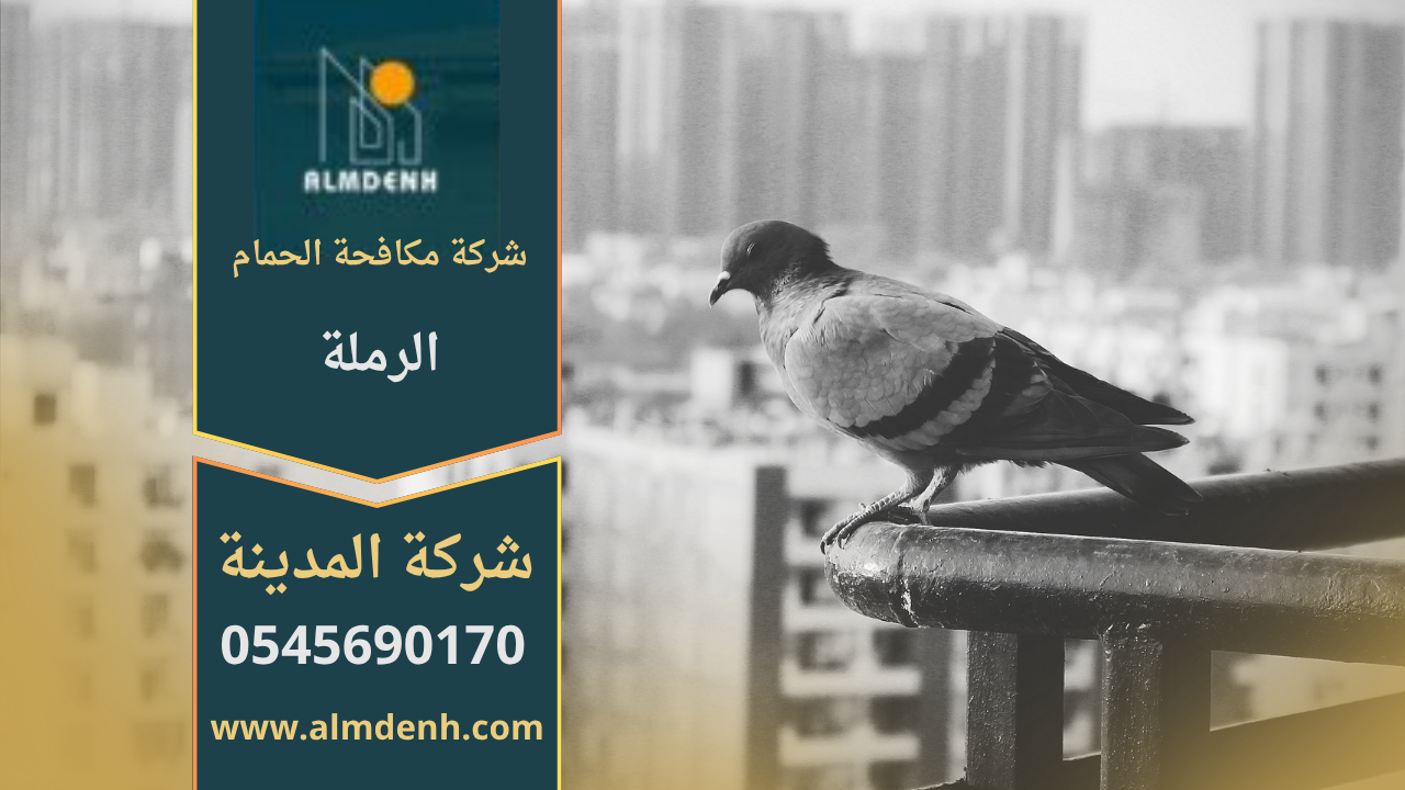 حمام يتجمع على سطح مبنى في منطقة الرملة، مما يوضح أهمية خدمات شركة مكافحة الحمام في الرملة للحفاظ على نظافة المكان ومنع انتشار الطيور.