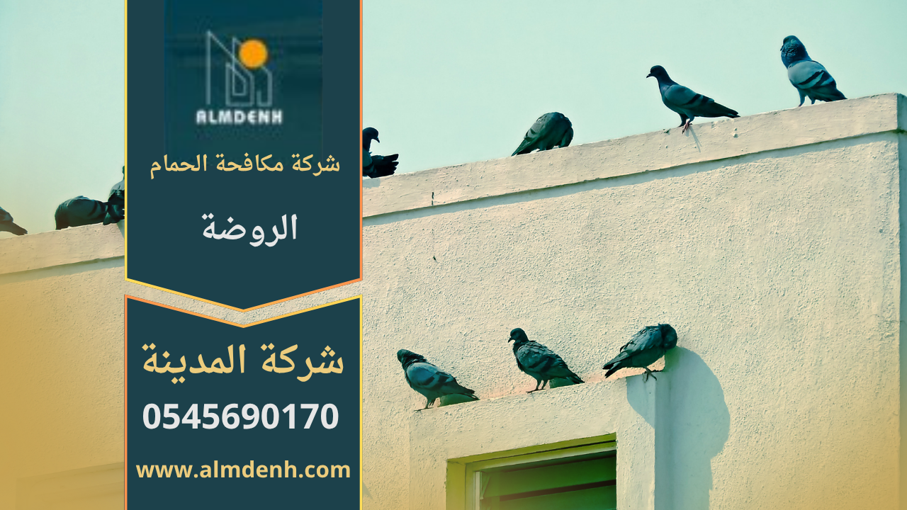 صورة توضّح تجمع الحمام على أسطح المباني في الروضة مع حلول فعّالة من شركة مكافحة الحمام في الروضة لإبعاد الطيور وحماية الواجهات.