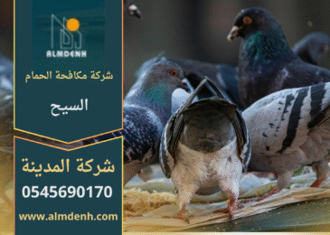 صورة توضح تجمع الحمام على أسطح المباني في السيح مع حلول متخصصة من شركة مكافحة الحمام في السيح لإبعاد الطيور وحماية الممتلكات.