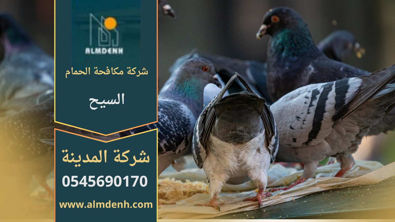 صورة توضح تجمع الحمام على أسطح المباني في السيح مع حلول متخصصة من شركة مكافحة الحمام في السيح لإبعاد الطيور وحماية الممتلكات.