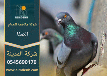 صورة توضح تجمع الحمام على سطح أحد المباني في الصفا، مما يبرز الحاجة إلى خدمات شركة مكافحة الحمام في الصفا لحماية الأسطح من التلف والأوساخ.