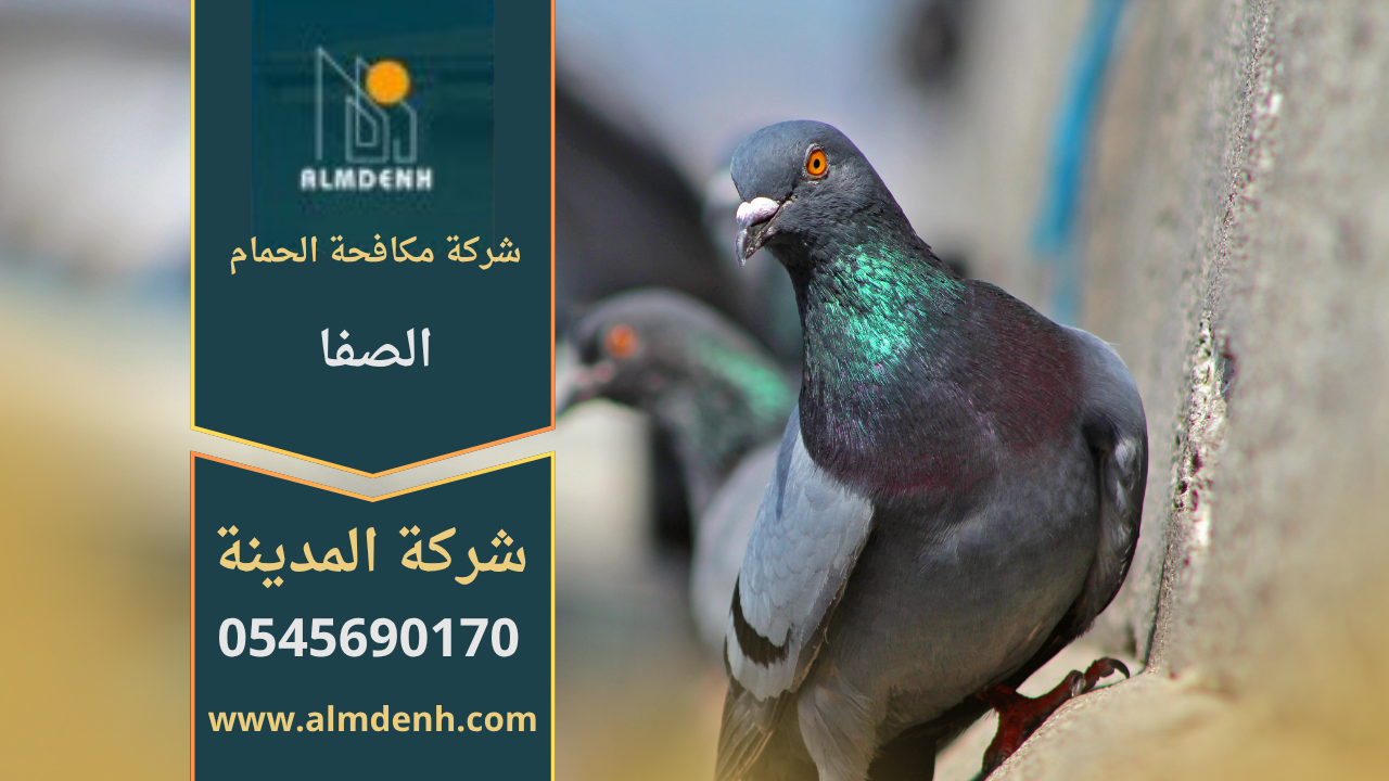 صورة توضح تجمع الحمام على سطح أحد المباني في الصفا، مما يبرز الحاجة إلى خدمات شركة مكافحة الحمام في الصفا لحماية الأسطح من التلف والأوساخ.