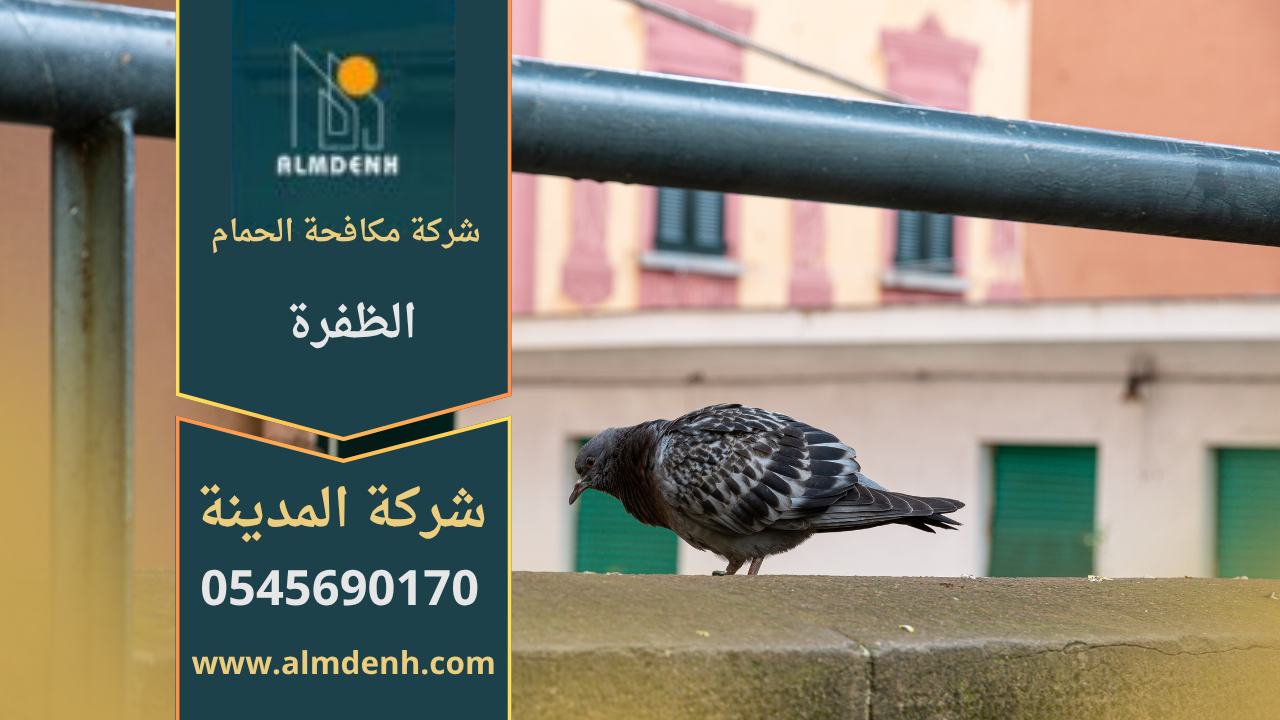 مكافحة الحمام في ابوظبي,طرد الحمام في ابوظبي,تركيب شبك طارد الحمام في ابوظبي,شركات مكافحة الحمام في ابوظبي,حلول إبعاد الحمام في ابوظبي,شركة مكافحة الحمام في ابوظبي