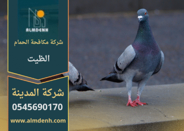 صورة توضح تجمع الحمام على أسطح المباني في الظيت مع حلول فعالة من شركة مكافحة الحمام في الظيت لإبعاد الطيور وحماية الممتلكات.