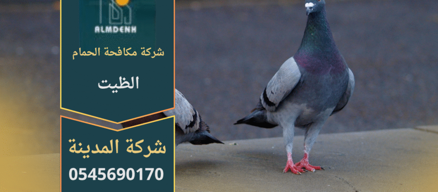 صورة توضح تجمع الحمام على أسطح المباني في الظيت مع حلول فعالة من شركة مكافحة الحمام في الظيت لإبعاد الطيور وحماية الممتلكات.