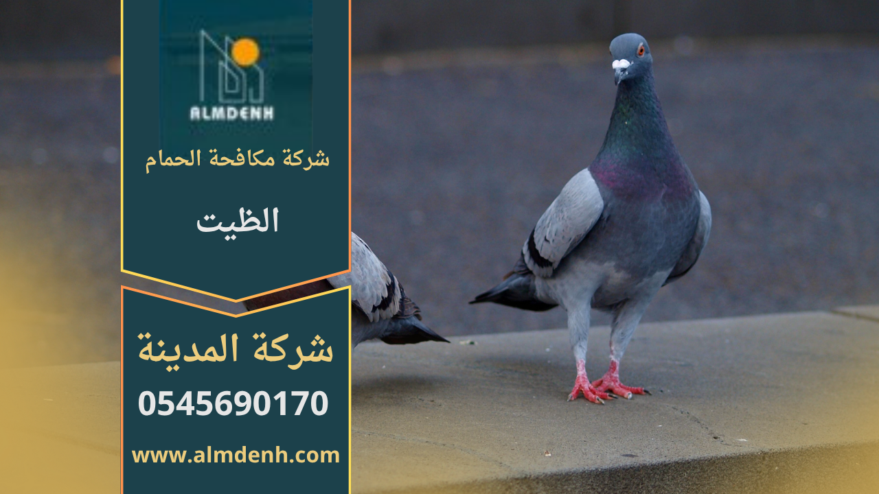 صورة توضح تجمع الحمام على أسطح المباني في الظيت مع حلول فعالة من شركة مكافحة الحمام في الظيت لإبعاد الطيور وحماية الممتلكات.