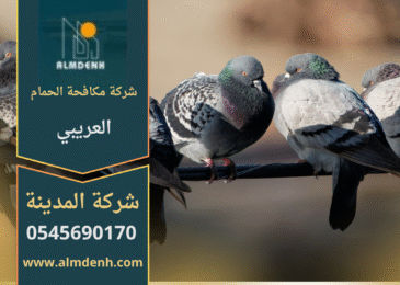 صورة توضح تجمع الحمام على أسطح المباني في العريبي مع حلول احترافية من شركة مكافحة الحمام في العريبي لإبعاد الطيور وحماية الممتلكات.