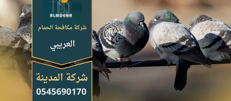 صورة توضح تجمع الحمام على أسطح المباني في العريبي مع حلول احترافية من شركة مكافحة الحمام في العريبي لإبعاد الطيور وحماية الممتلكات.