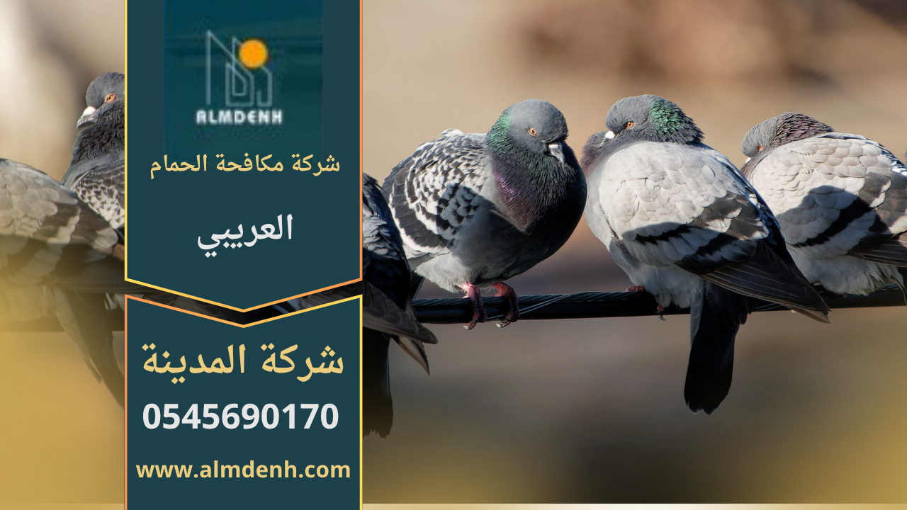 صورة توضح تجمع الحمام على أسطح المباني في العريبي مع حلول احترافية من شركة مكافحة الحمام في العريبي لإبعاد الطيور وحماية الممتلكات.