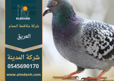 صورة توضح تجمع الحمام على أسطح المباني في العريق مع حلول متطورة من شركة مكافحة الحمام في العريق لإبعاد الطيور وحماية الممتلكات.