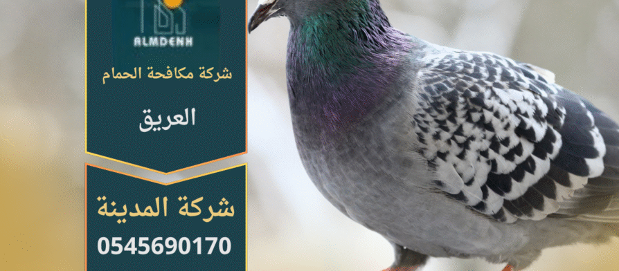 صورة توضح تجمع الحمام على أسطح المباني في العريق مع حلول متطورة من شركة مكافحة الحمام في العريق لإبعاد الطيور وحماية الممتلكات.