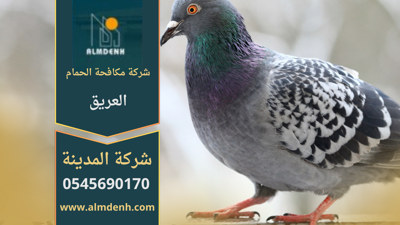 صورة توضح تجمع الحمام على أسطح المباني في العريق مع حلول متطورة من شركة مكافحة الحمام في العريق لإبعاد الطيور وحماية الممتلكات.