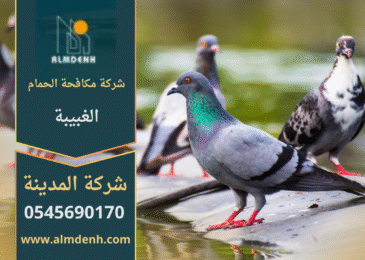 صورة تُظهر فريق شركة مكافحة الحمام في الغبيبة أثناء تركيب شبك مانع للحمام على أحد الأسطح لحماية المباني من الطيور.