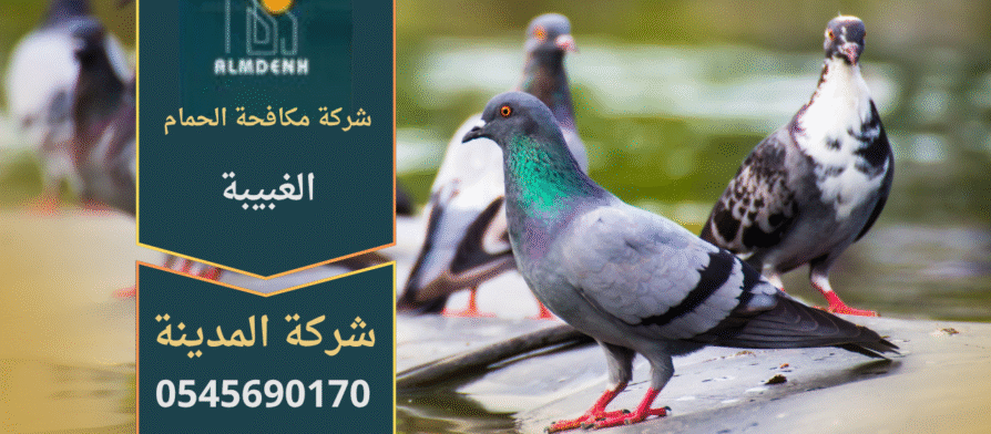 صورة تُظهر فريق شركة مكافحة الحمام في الغبيبة أثناء تركيب شبك مانع للحمام على أحد الأسطح لحماية المباني من الطيور.