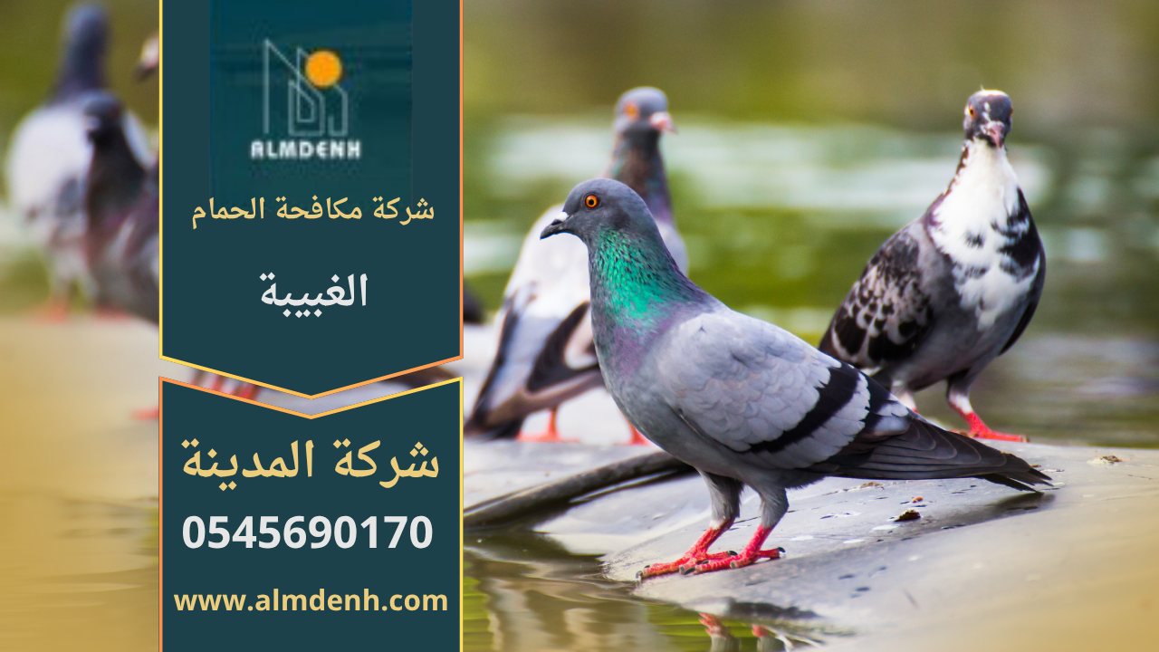 صورة تُظهر فريق شركة مكافحة الحمام في الغبيبة أثناء تركيب شبك مانع للحمام على أحد الأسطح لحماية المباني من الطيور.