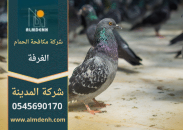 صورة توضح تجمع الحمام على أسطح المباني في الغرفة مع حلول فعالة من شركة مكافحة الحمام في الغرفة لإبعاد الطيور وحماية الممتلكات.