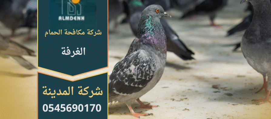 صورة توضح تجمع الحمام على أسطح المباني في الغرفة مع حلول فعالة من شركة مكافحة الحمام في الغرفة لإبعاد الطيور وحماية الممتلكات.