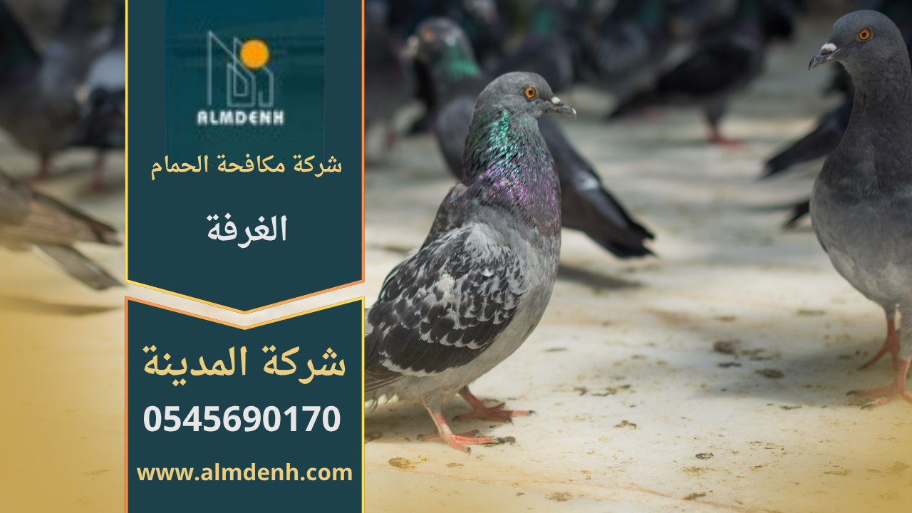 صورة توضح تجمع الحمام على أسطح المباني في الغرفة مع حلول فعالة من شركة مكافحة الحمام في الغرفة لإبعاد الطيور وحماية الممتلكات.