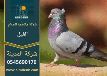 صورة توضح تجمع الحمام على أسطح المباني في الغيل مع حلول فعالة من شركة مكافحة الحمام في الغيل لإبعاد الطيور وحماية الواجهات.