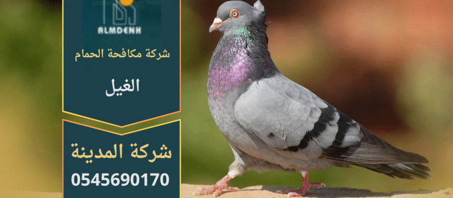 صورة توضح تجمع الحمام على أسطح المباني في الغيل مع حلول فعالة من شركة مكافحة الحمام في الغيل لإبعاد الطيور وحماية الواجهات.