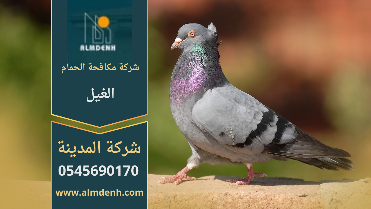 صورة توضح تجمع الحمام على أسطح المباني في الغيل مع حلول فعالة من شركة مكافحة الحمام في الغيل لإبعاد الطيور وحماية الواجهات.