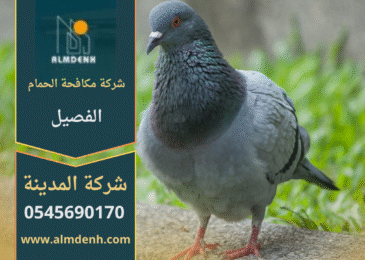 صورة توضح تجمع الحمام على أسطح المباني في الفصيل مع حلول متخصصة من شركة مكافحة الحمام في الفصيل لإبعاد الطيور وحماية الممتلكات.