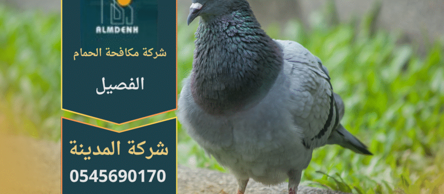 صورة توضح تجمع الحمام على أسطح المباني في الفصيل مع حلول متخصصة من شركة مكافحة الحمام في الفصيل لإبعاد الطيور وحماية الممتلكات.