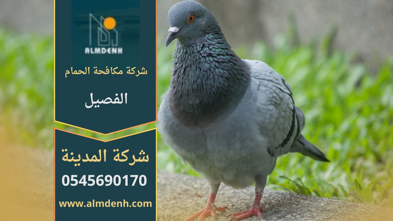 صورة توضح تجمع الحمام على أسطح المباني في الفصيل مع حلول متخصصة من شركة مكافحة الحمام في الفصيل لإبعاد الطيور وحماية الممتلكات.