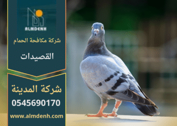 صورة توضّح تجمع الحمام على أسطح المباني في القصيدات مع حلول فعّالة من شركة مكافحة الحمام في القصيدات لإبعاد الطيور وحماية الممتلكات.