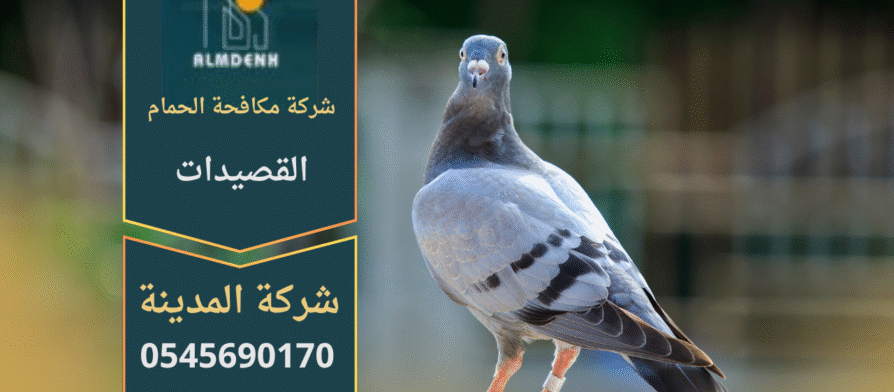 صورة توضّح تجمع الحمام على أسطح المباني في القصيدات مع حلول فعّالة من شركة مكافحة الحمام في القصيدات لإبعاد الطيور وحماية الممتلكات.