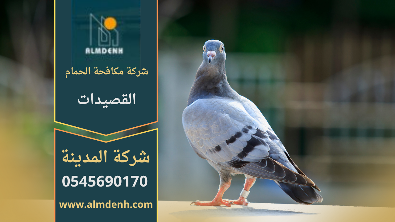 صورة توضّح تجمع الحمام على أسطح المباني في القصيدات مع حلول فعّالة من شركة مكافحة الحمام في القصيدات لإبعاد الطيور وحماية الممتلكات.