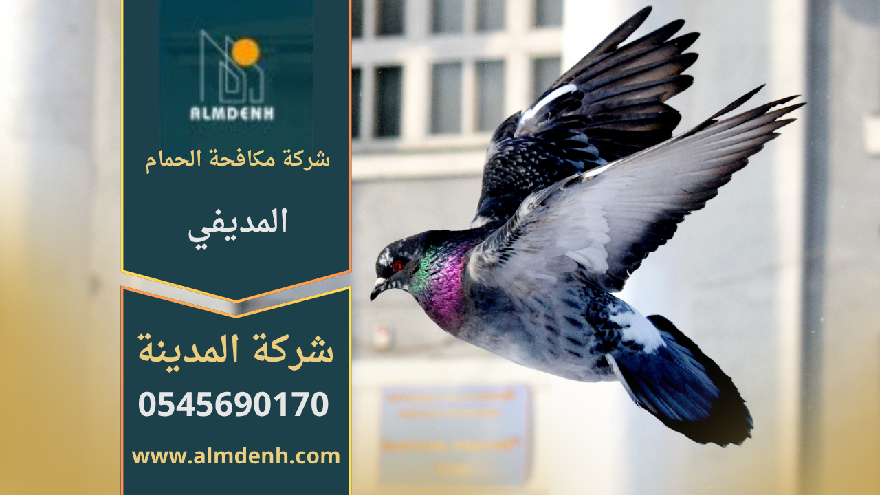 فريق من شركة مكافحة الحمام في المديفي يركب شبك وأسلاك طاردة للحمام على الأسطح والنوافذ بطريقة آمنة وفعالة.