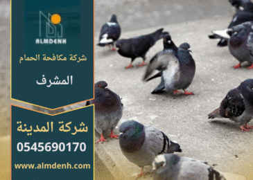 صورة توضّح تجمع الحمام على أسطح المباني في المشرف مع حلول فعّالة من شركة مكافحة الحمام في المشرف لإبعاد الطيور وحماية الواجهات.