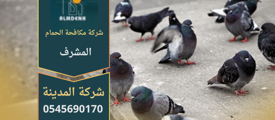 صورة توضّح تجمع الحمام على أسطح المباني في المشرف مع حلول فعّالة من شركة مكافحة الحمام في المشرف لإبعاد الطيور وحماية الواجهات.