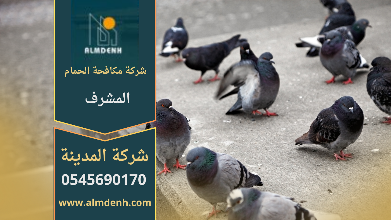 صورة توضّح تجمع الحمام على أسطح المباني في المشرف مع حلول فعّالة من شركة مكافحة الحمام في المشرف لإبعاد الطيور وحماية الواجهات.