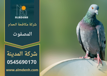 صورة توضّح تجمع الحمام على أسطح المباني في المصفوت مع حلول فعّالة من شركة مكافحة الحمام في المصفوت لإبعاد الطيور وحماية الواجهات.