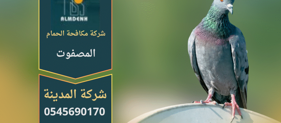 صورة توضّح تجمع الحمام على أسطح المباني في المصفوت مع حلول فعّالة من شركة مكافحة الحمام في المصفوت لإبعاد الطيور وحماية الواجهات.